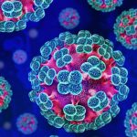 WHO Says Hantavirus Risk to Public Remains Low as Cruise Ship Flight Attendant Tests Negative